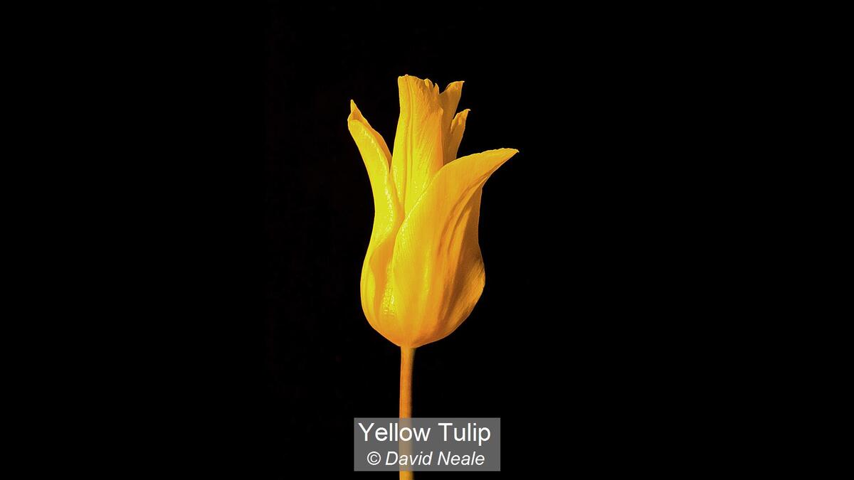 02_Yellow Tulip_David Neale